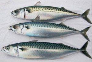 uskumru-atlantic-mackerel-scomber-scombrus