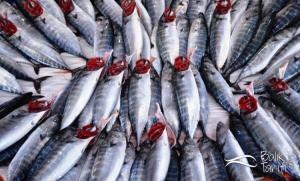 Taze balık nasıl anlaşılır? Taze ve bayat balık arasındaki farklar