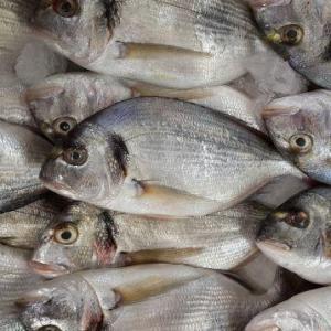 Çipura (çupra) balığı resim