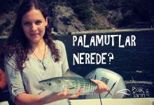 Palamutlar Nerede?