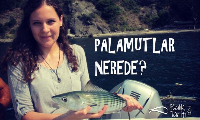 Palamutlar Nerede?