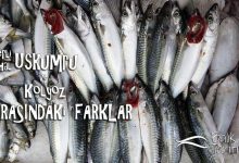 Yerli uskumru, ithal uskumru ve kolyoz arasındaki farklar nelerdir?