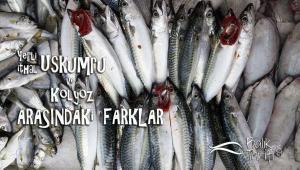 Yerli uskumru, ithal uskumru ve kolyoz arasındaki farklar nelerdir?