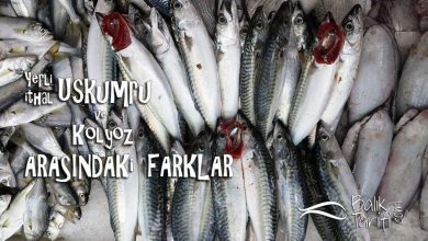 Yerli uskumru, ithal uskumru ve kolyoz arasındaki farklar nelerdir?