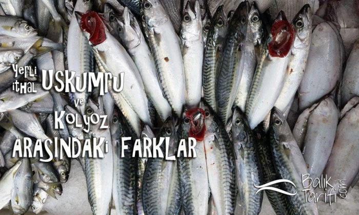 Yerli Uskumru, İthal Uskumru ve Kolyoz Üçgeni?