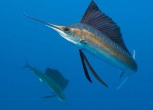 cıva seviyesi yüksek olan kılıç balığı yani swordfish