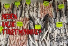 neden balık tüketmiyoruz? Türkiye ve dünyada yıllık balık tüketimi