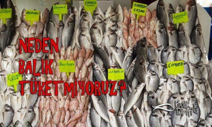 Neden Balık Tüketmiyoruz?