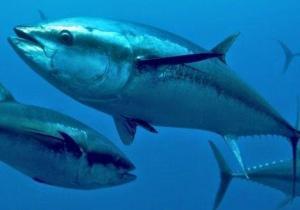 Ton Balığı- Orkinos