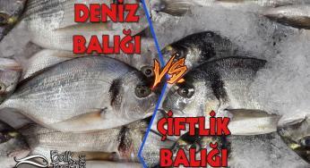 Deniz Balığı mı Çiftlik Balığı mı?