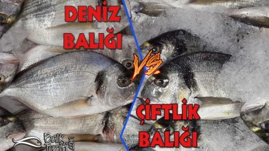 Deniz balığı mı çiftlik balığı mı tercih edilmeli?