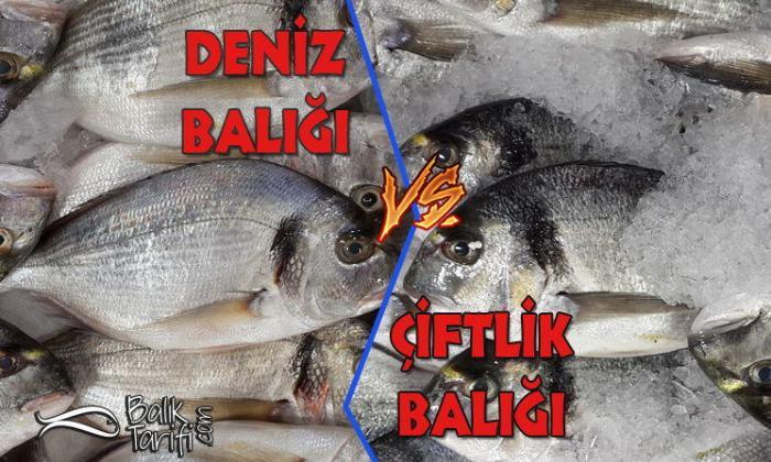Deniz Balığı mı Çiftlik Balığı mı?