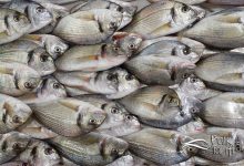 Lidaki diye bilinen doğal deniz çipurasının küçüğü