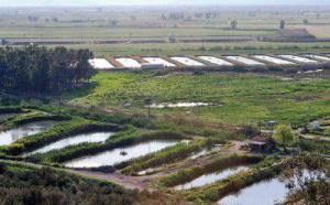 Toprak havuzda balık üretimi