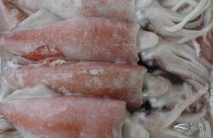 kalamar nedir nasıl yapılır nereden alınır