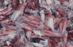 kalamar nedir nasıl yapılır nereden alınır