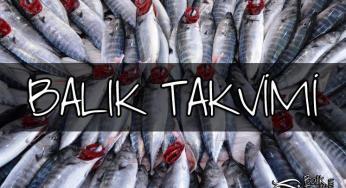 Balık Takvimi – Hangi Balık Hangi Ayda Daha Lezzetlidir?