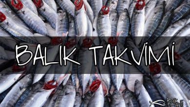 Balık Takvimi - Hangi ayda hangi balık yenir? Hangi balık daha lezzetlidir?