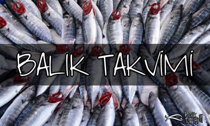 Balık Takvimi – Hangi Balık Hangi Ayda Daha Lezzetlidir?