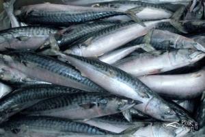 dondurulmuş norveç uskumru