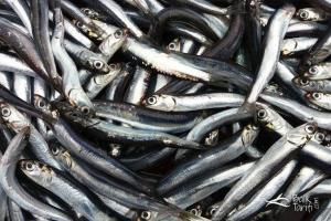 Hamsi balığı - balık tarifi