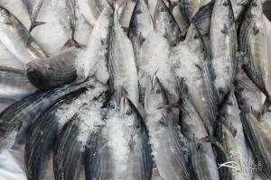 Palamut balığı - balık tarifi